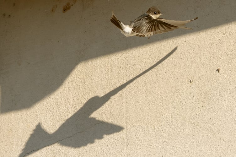 A juvenile House Martin in flight and recently out of the nest